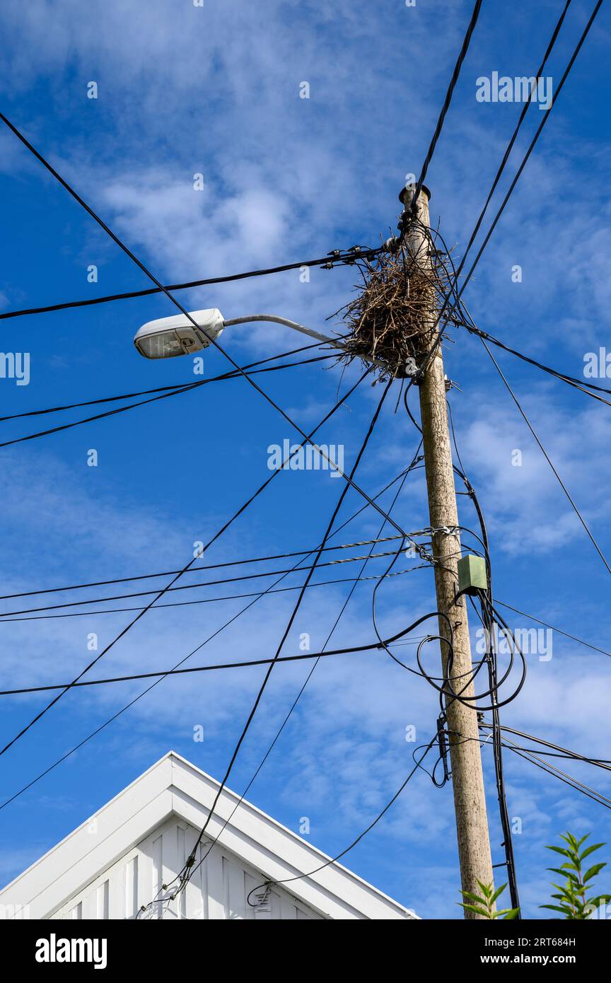 Online Birds nest high up in telegraph pole mixed up with