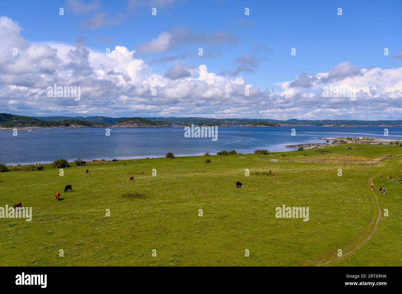 Cattle graze on pastures on Jomfruland island on a bright and sunny summer's day. Telemark county, Norway. Stock Photo
