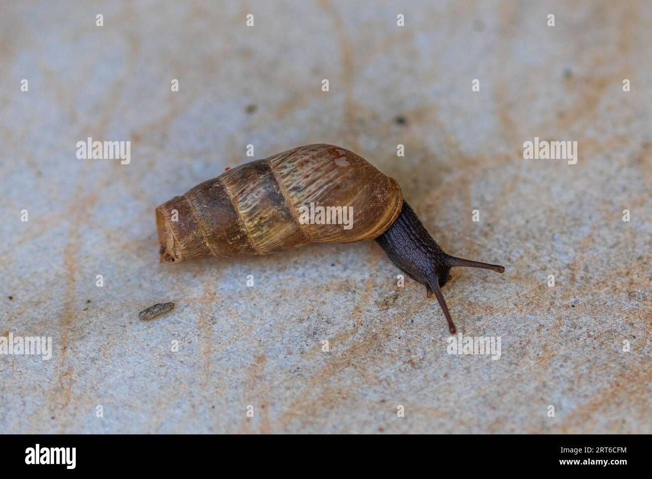 Rumina decollata, Decollate Snail Stock Photo