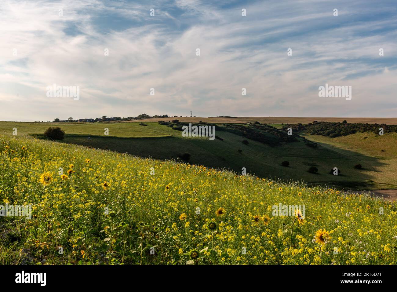 Wildflower meadow uk people hi-res stock photography and images - Alamy