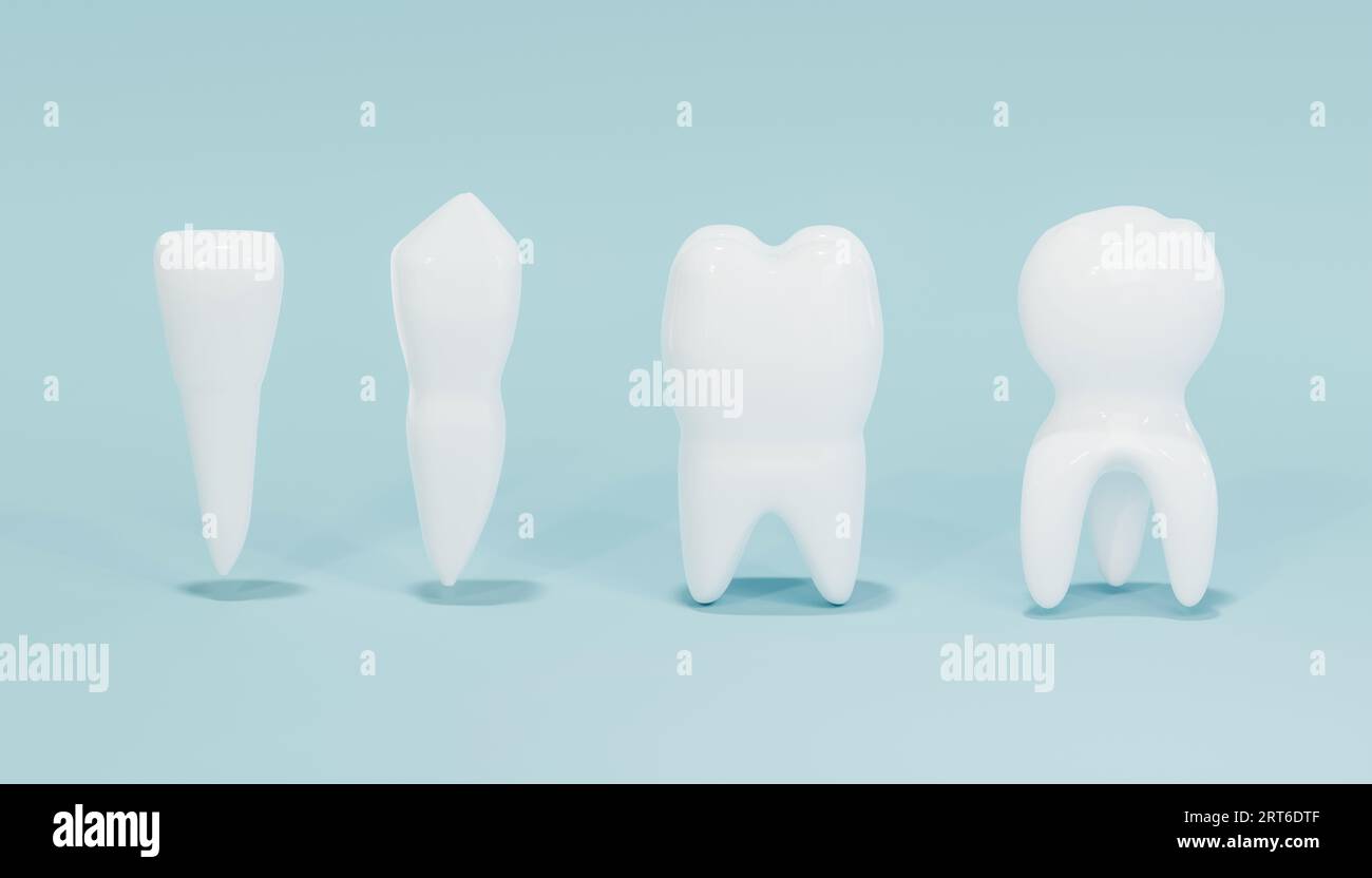 Types of teeth teeth isolated on blue background. 3d illustration. Stock Photo