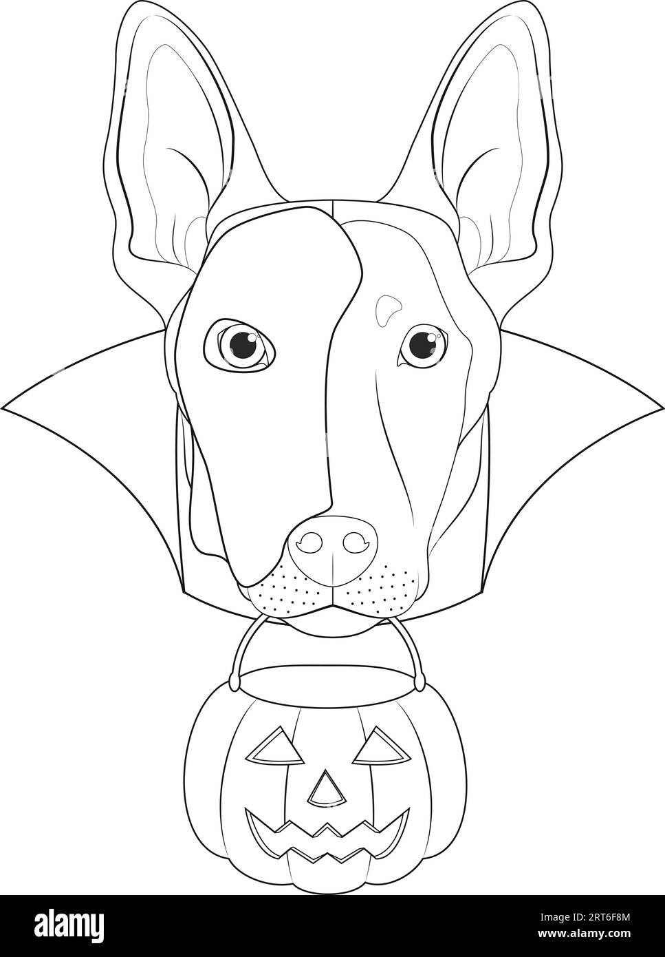 Halloween greeting card for coloring. Belgian Sheperd Malinois dog with a white half mask over his face, black cape and a pumpkin in the mouth Stock Vector