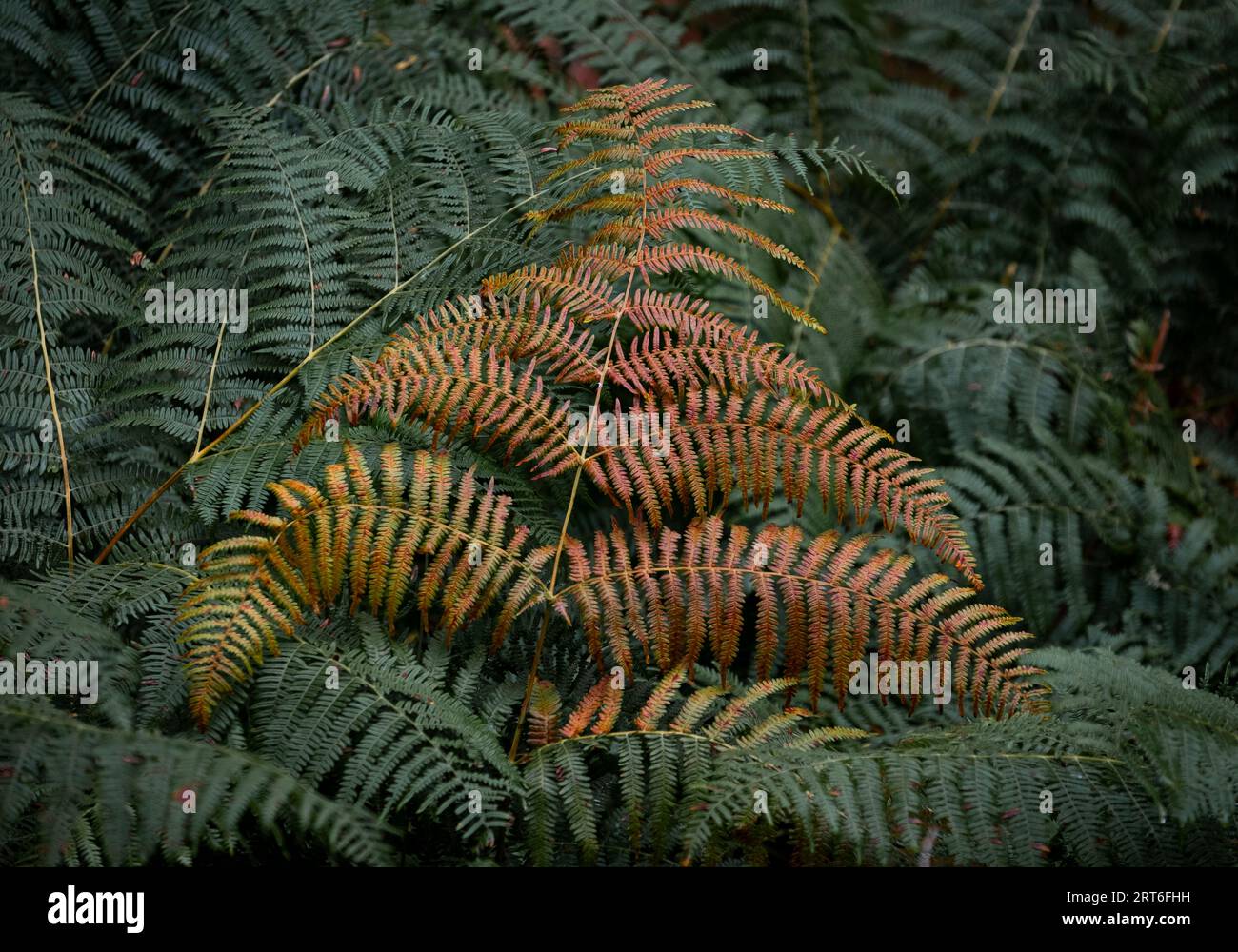 Change of seasons hi-res stock photography and images - Alamy