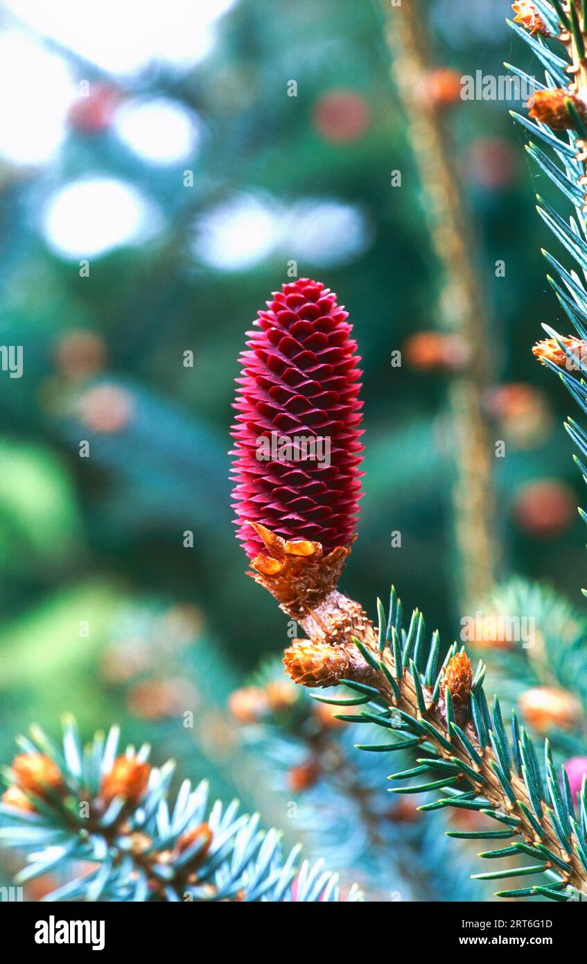 Early cone of a Picea likiangenis Stock Photo