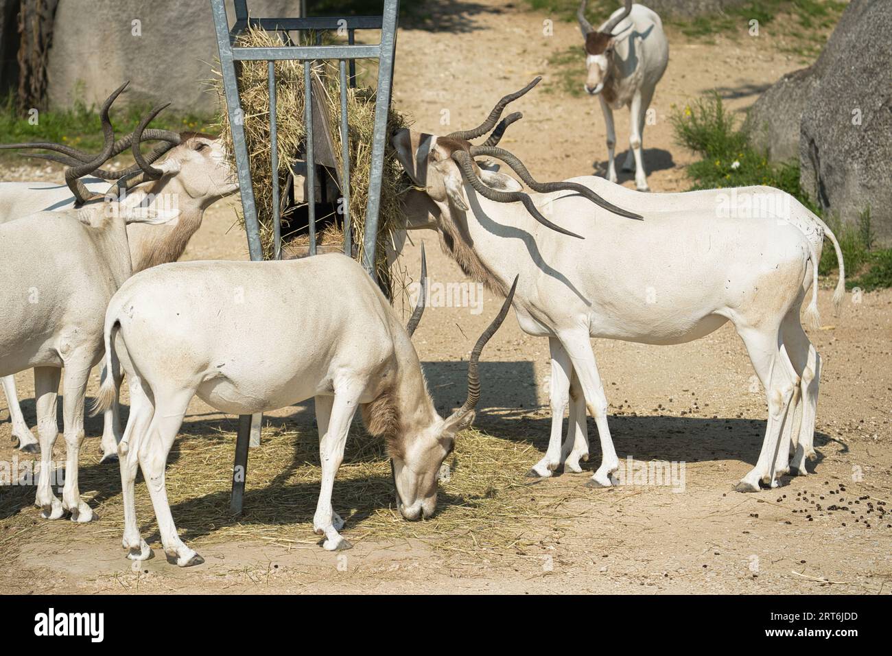 Antelopa addax (Addax nasomaculatus), also known as the white antelope