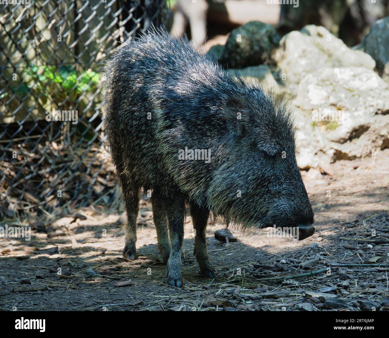 Paraguay chaco hi-res stock photography and images - Page 2 - Alamy