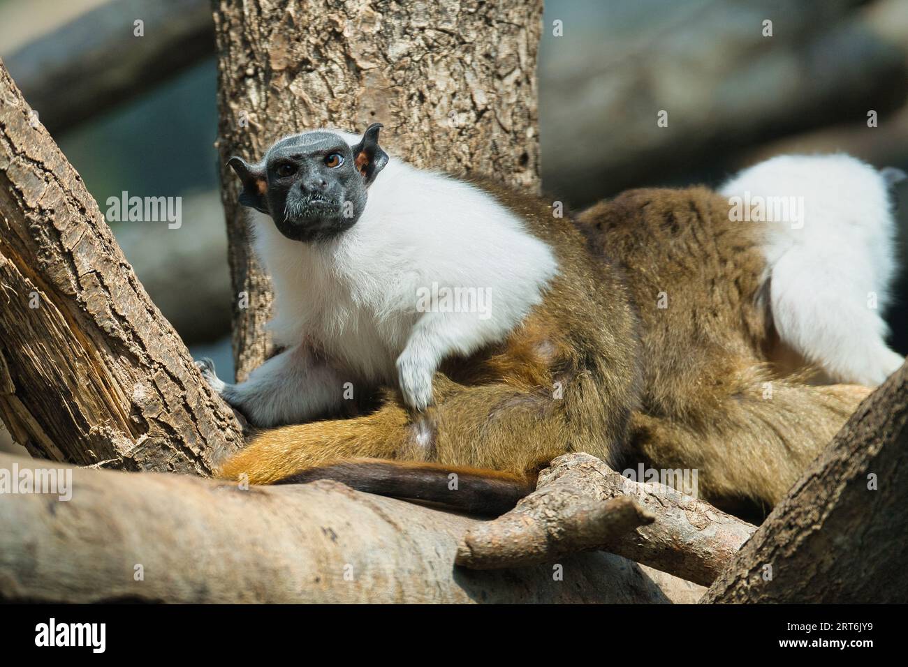 Geoffroy's tamarin in the Paris zoologic park, formerly known as the Bois de Vincennes, 12th arrondissement of Paris, which covers an area of 14.5 hec Stock Photo