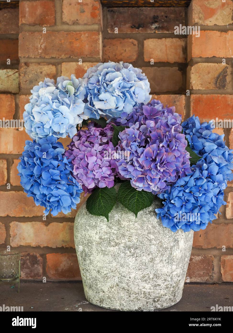 Concrete vase of seasonal blue and purple mophead hydrangea macrophylla cut flowers against a vintage brick wall background Stock Photo
