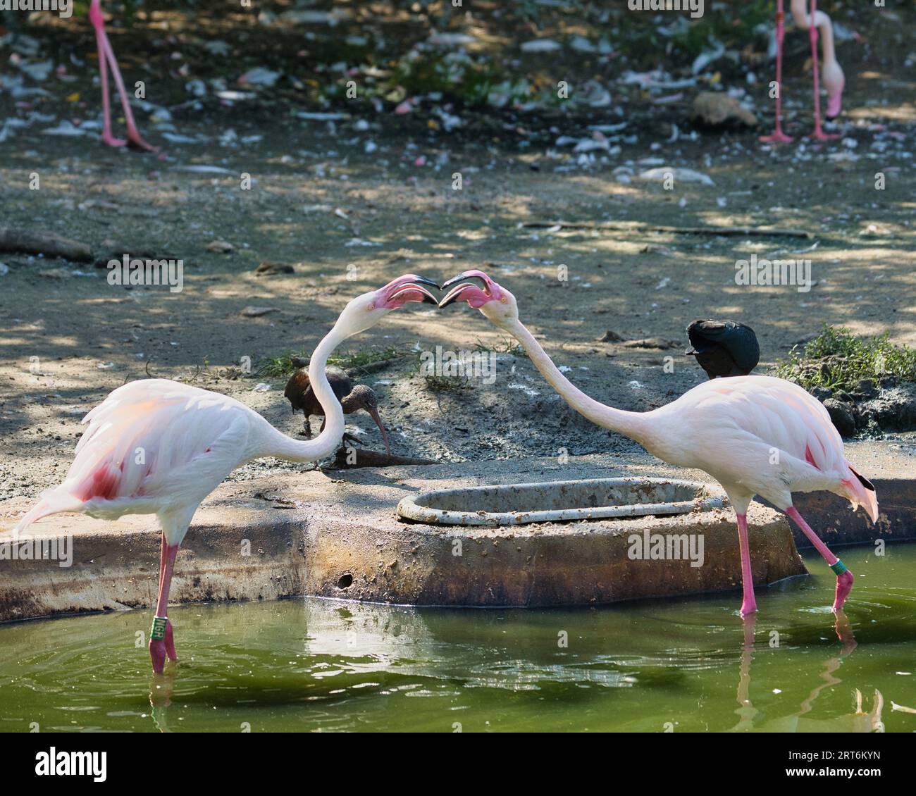 Greater flamingo playing in the Paris zoologic park, formerly known as the Bois de Vincennes, 12th arrondissement of Paris, which covers an area of 14 Stock Photo