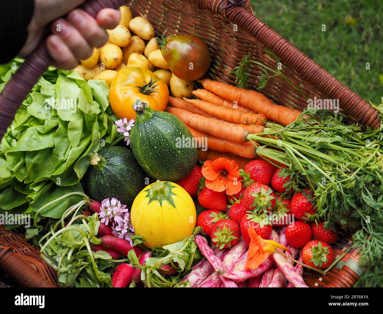 Hand holding a basket of colourful fruit and vegetables harvested from the garden or allotment, including beans, carrots, lettuce and courgettes Stock Photo