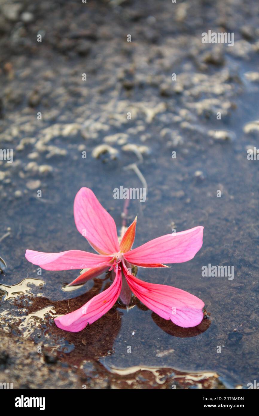 A pink flower fallen on the ground. Stock Photo