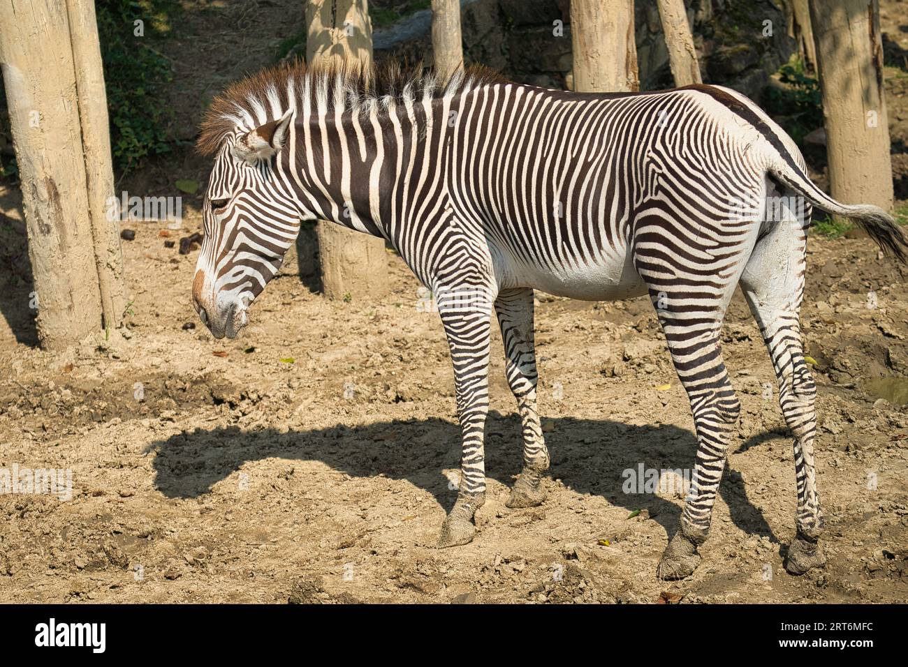 The gravy zebras  in the Paris zoologic park, formerly known as the Bois de Vincennes, 12th arrondissement of Paris, which covers an area of 14.5 hect Stock Photo