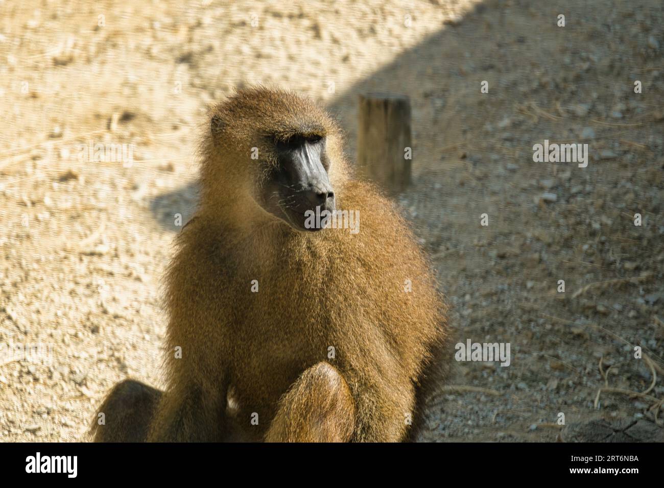 Guinea baboons in the Paris zoologic park, formerly known as the Bois de Vincennes, 12th arrondissement of Paris, which covers an area of 14.5 hectare Stock Photo