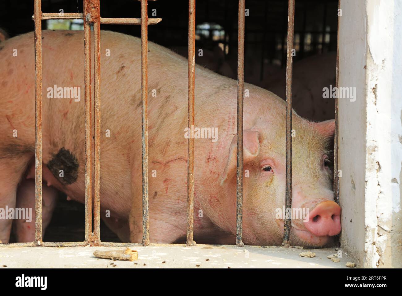 A fat pig looks out of the railing at a farm in China Stock Photo