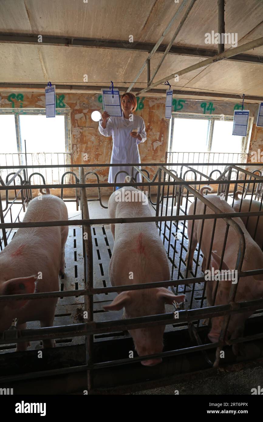 LUANNAN COUNTY, China - September 8, 2017: a female technician looks Pig raising files at a pig farm in LUANNAN COUNTY, Hebei Province, China Stock Photo