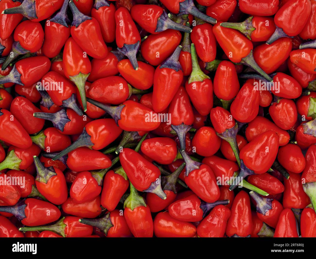 close up of small red hot chili peppers, Capsicum frutescens, lila luzi or peruvian purple chilis as background Stock Photo