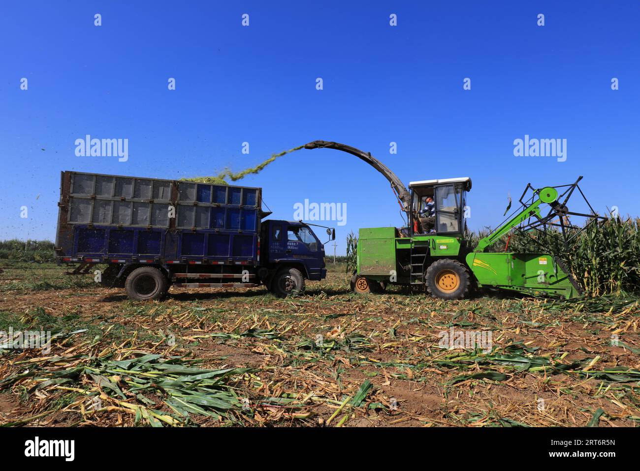 Corn silage harvester in farmland, North China Plain Stock Photo