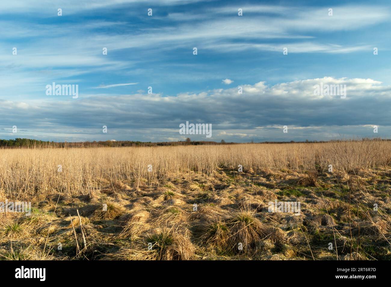 Wild meadow with dry tall grasses and clouds on blue sky Stock Photo