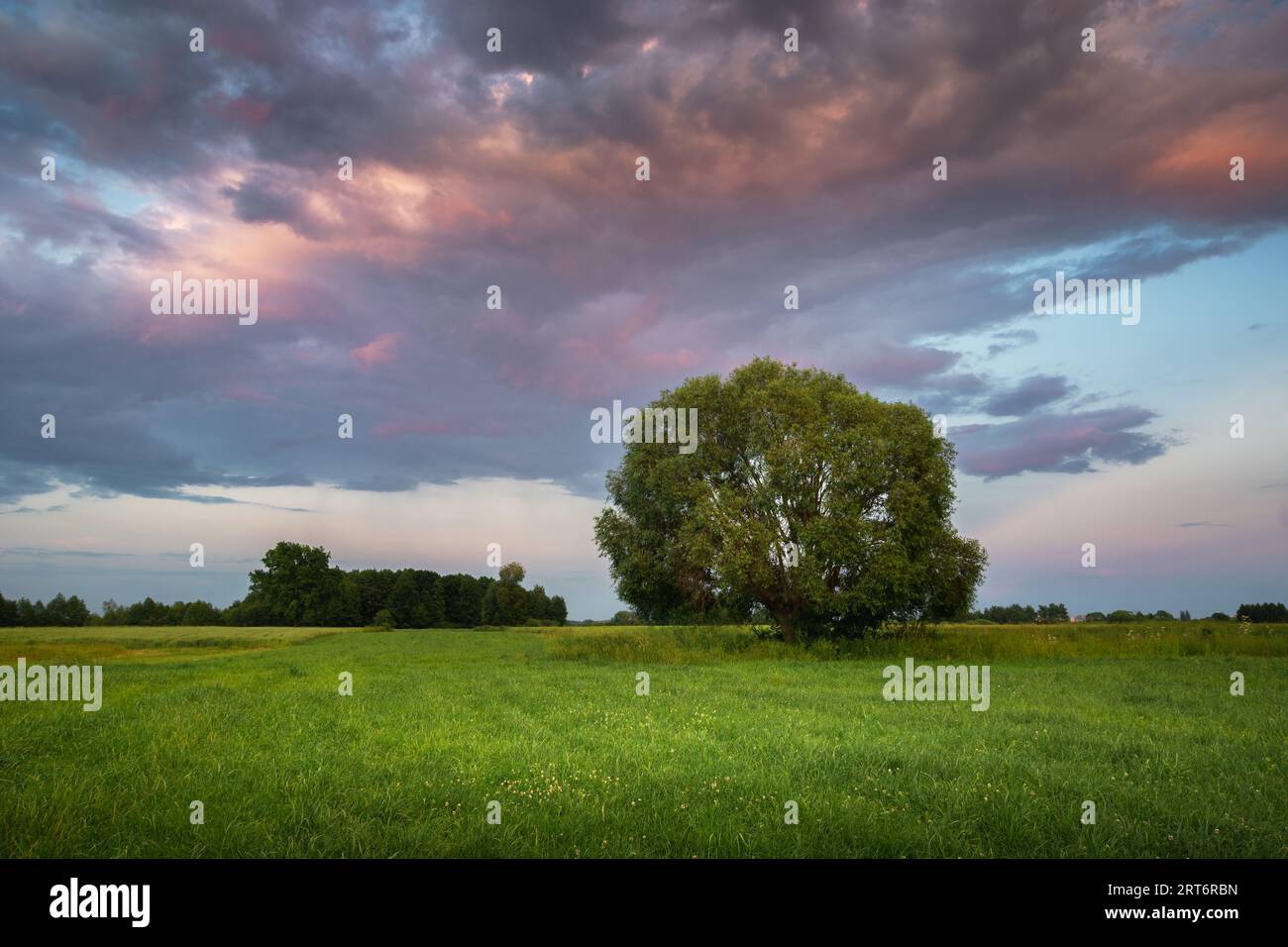 Large tree on a green meadow and evening clouds on the sky Stock Photo ...