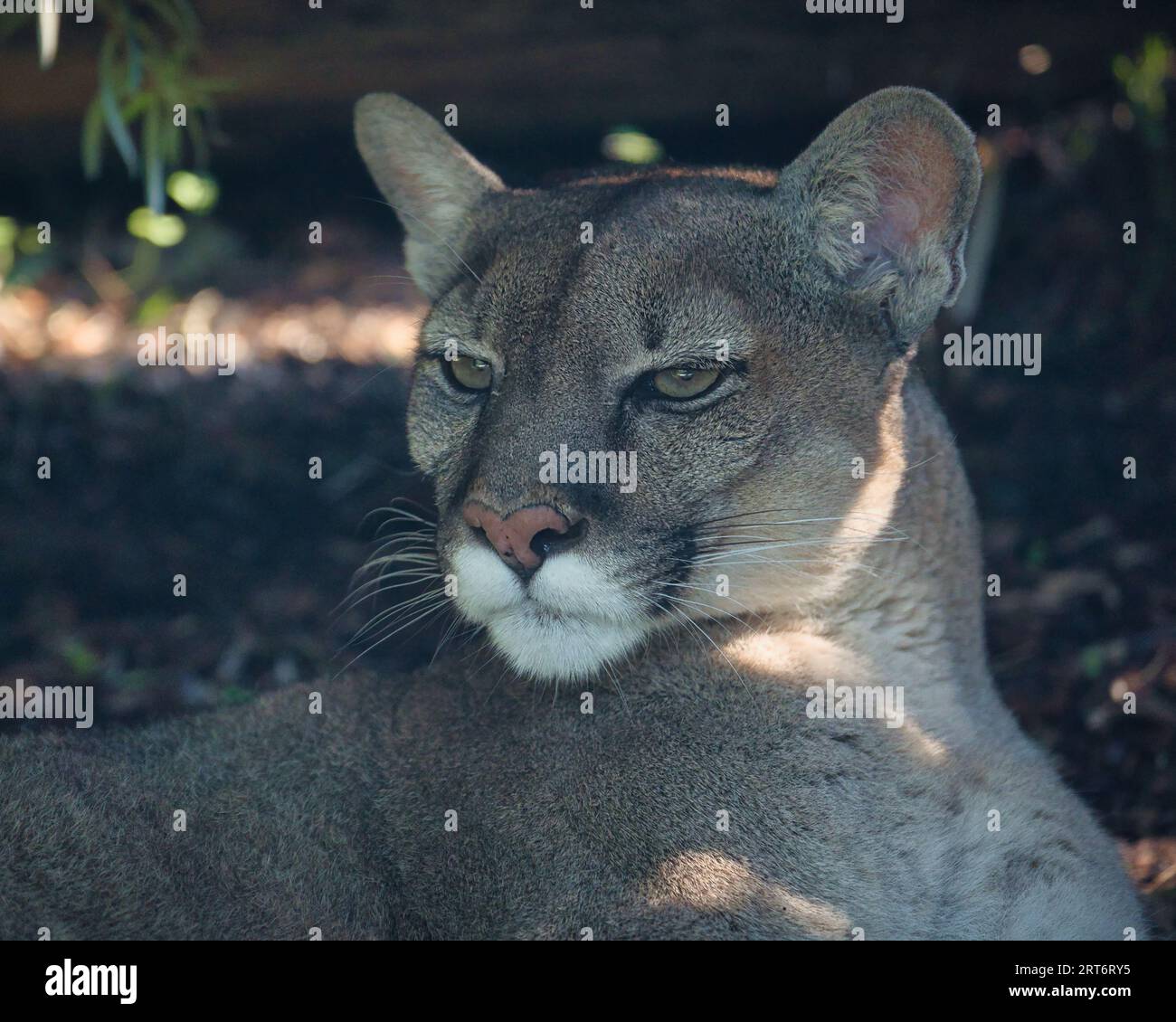 Puma concolor, is a carnivorous mammal from the Felidae family which lives in forests, mountains and deserts throughout America and South Americain Stock Photo