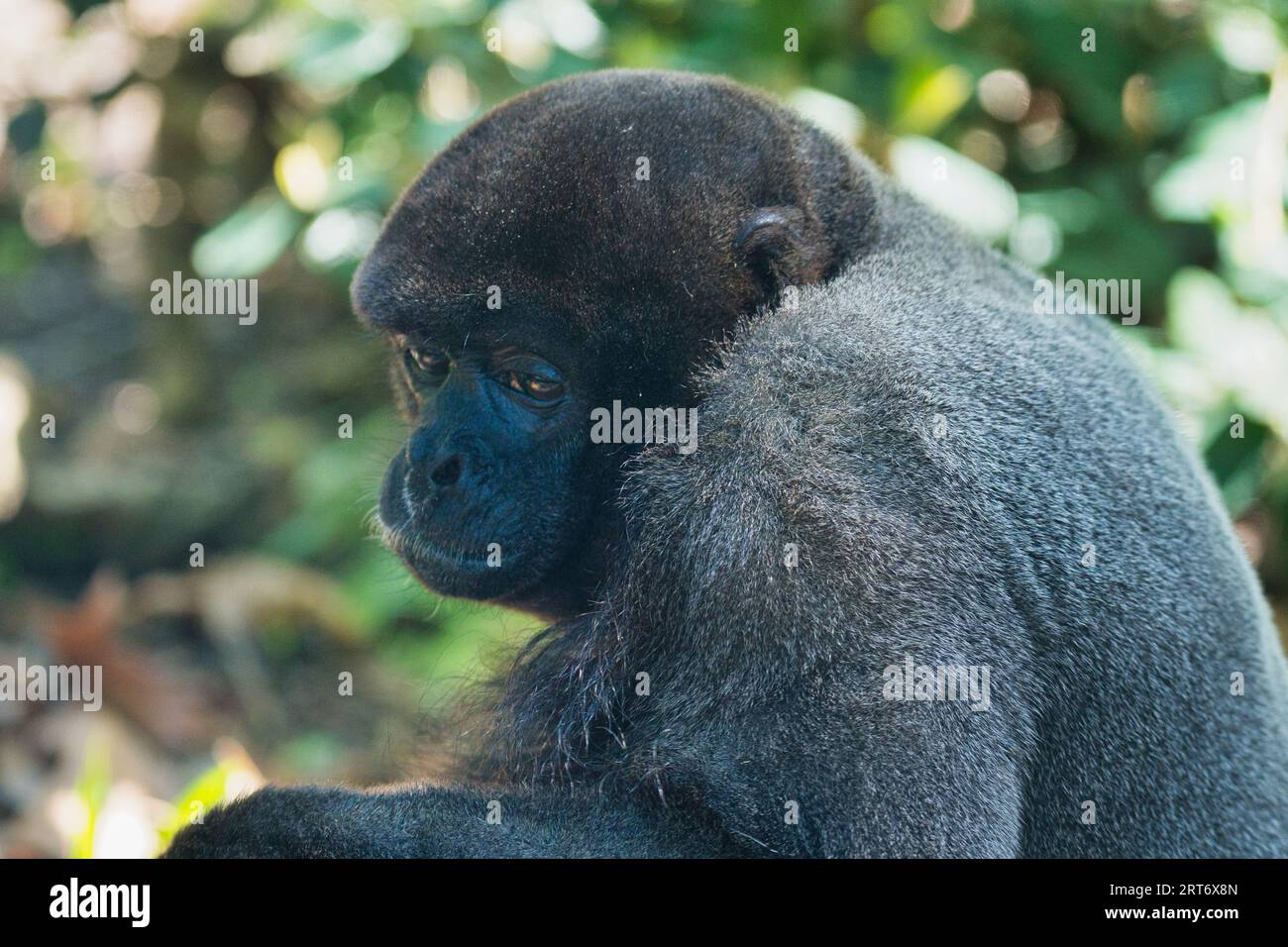 common woolly monkey in the Paris zoologic park, formerly known as the ...