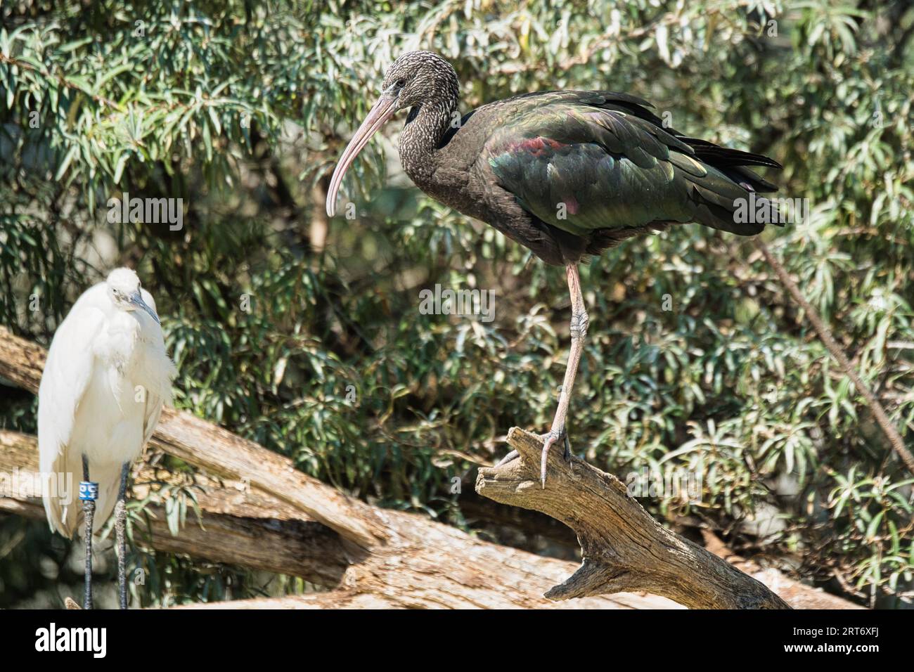 glossy ibis (Plegadis falcinellus) is a water bird in the order Pelecaniformes and the ibis and spoonbill family in the Paris zoologic park Stock Photo