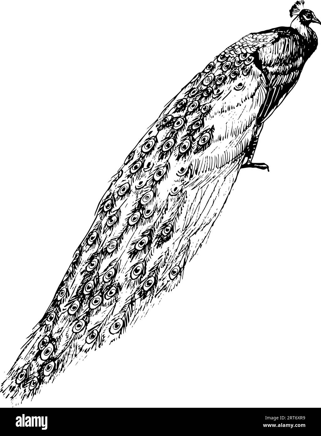 Peacock bird with long tail line vector illustration. Tropical nature