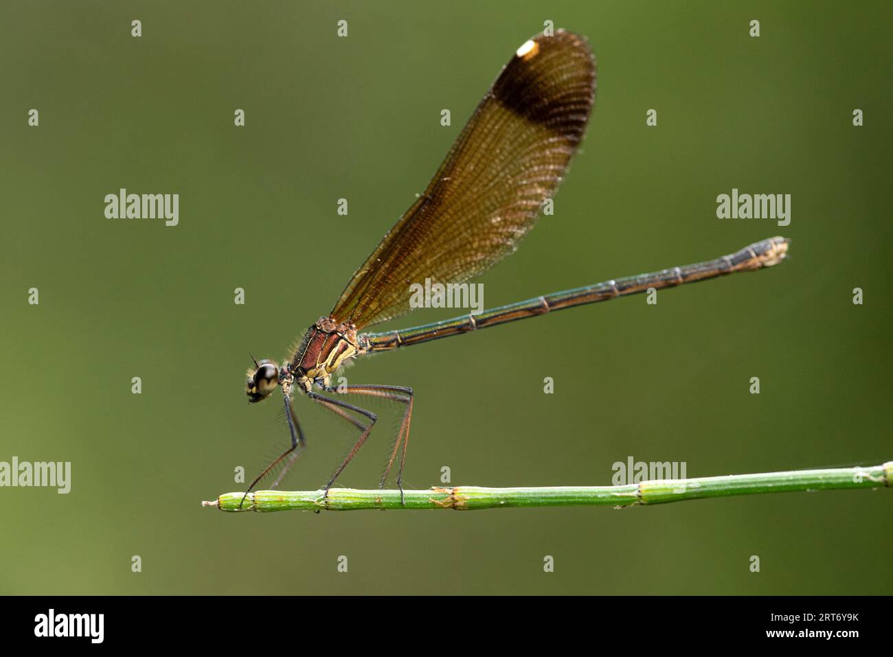 Side view closeup of swamp darner dragonfly Epiaeschna heros sitting on thin leafless branch against blurred background Stock Photo