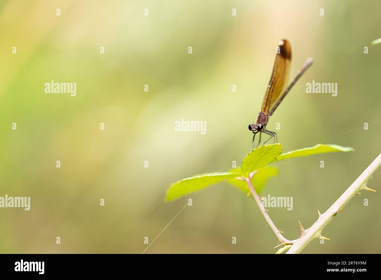 Swamp darner dragonfly Epiaeschna heros sitting on green leaf against blurred background Stock Photo