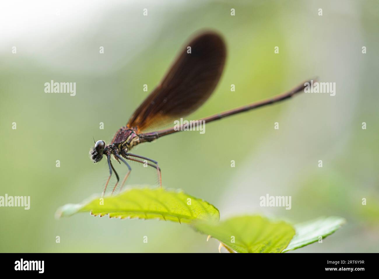 Side view closeup of swamp darner dragonfly Epiaeschna heros sitting on green leaf against blurred background Stock Photo