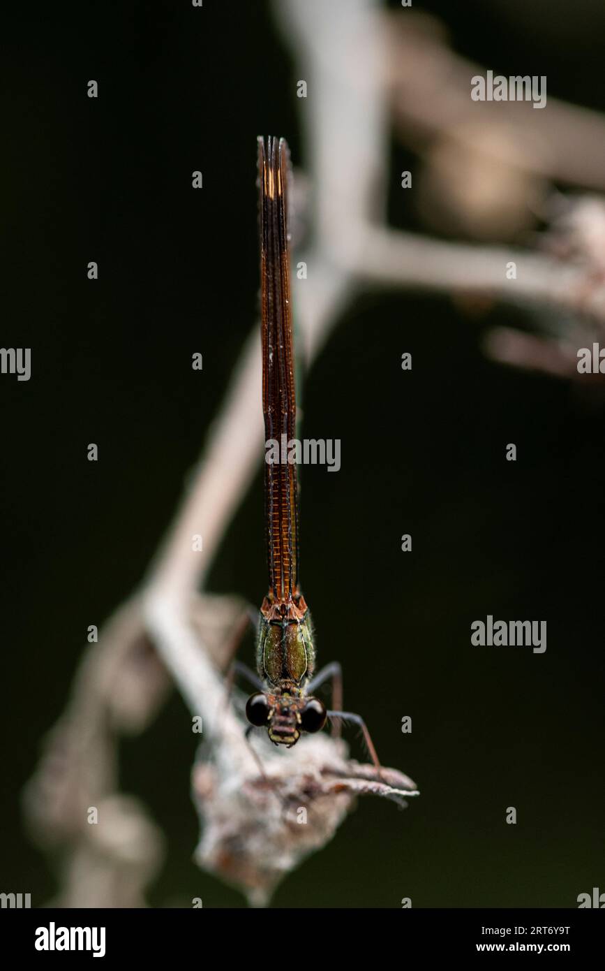 Front view closeup of swamp darner dragonfly Epiaeschna heros sitting on thin leafless branch against blurred dark background Stock Photo