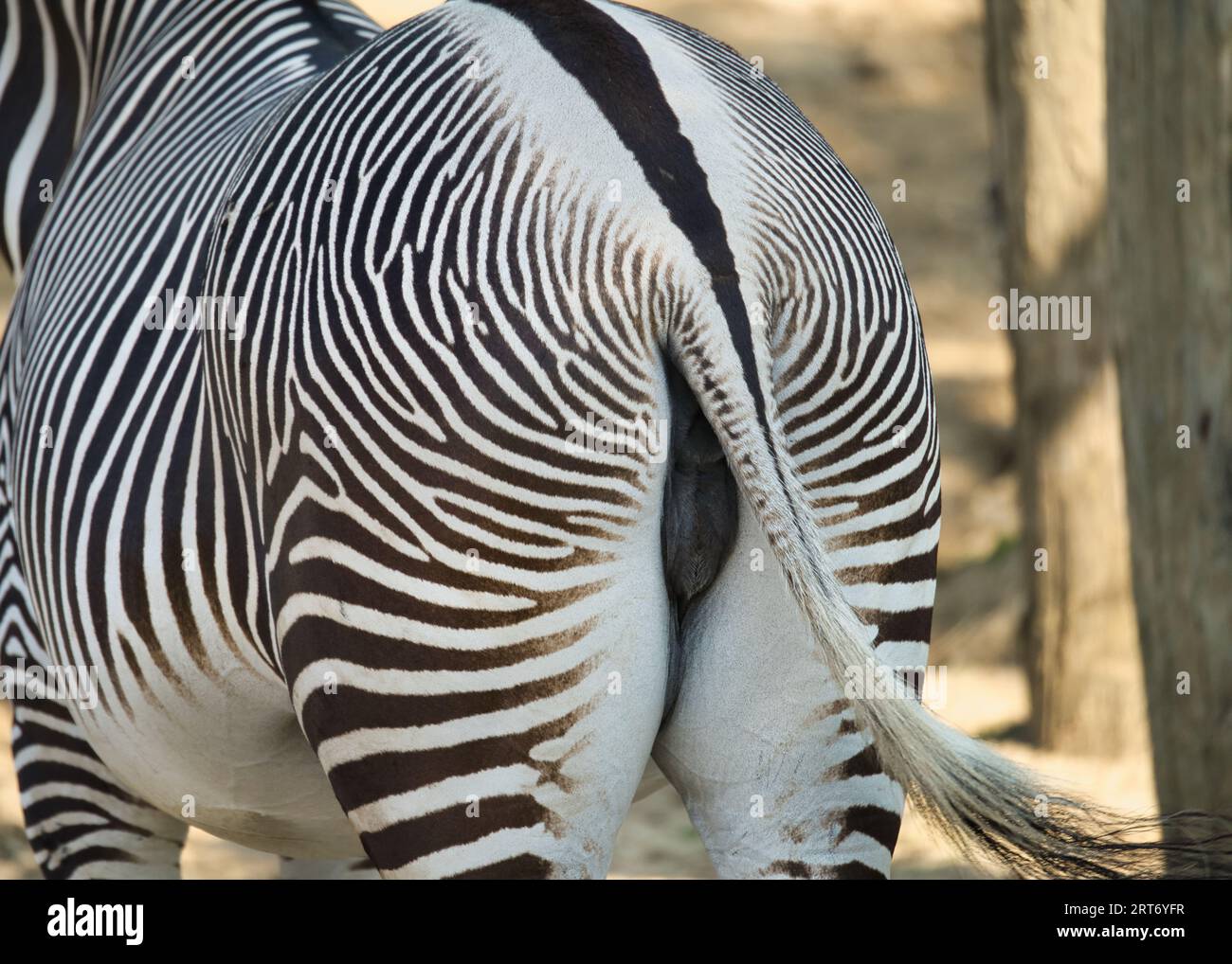 The gravy zebra  in the Paris zoologic park, formerly known as the Bois de Vincennes, 12th arrondissement of Paris, which covers an area of 14.5 hecta Stock Photo