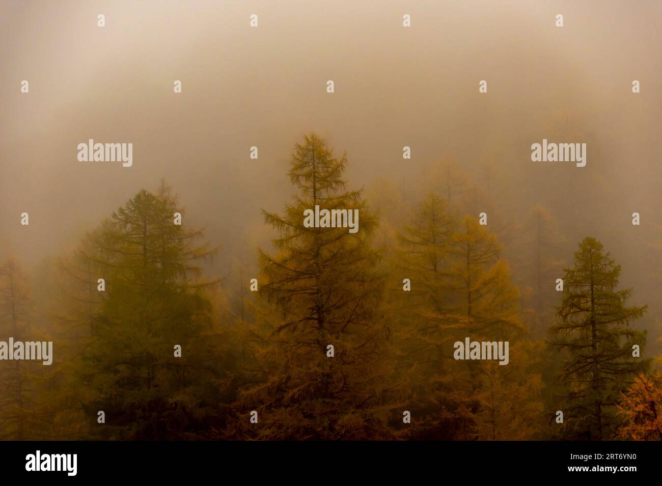 Magnificent tall trees growing hi-res stock photography and images - Alamy