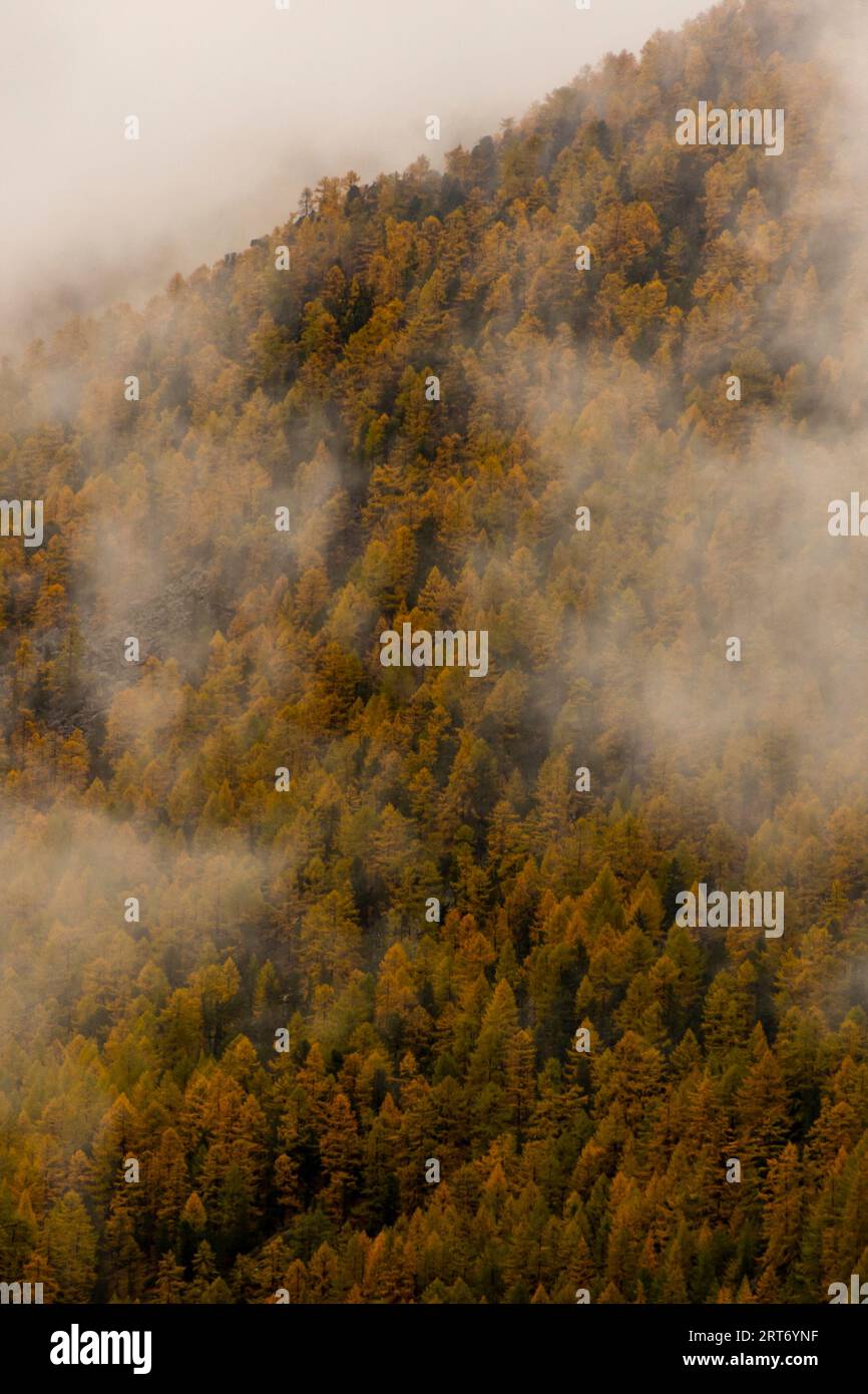 Magnificent tall trees growing hi-res stock photography and images - Alamy