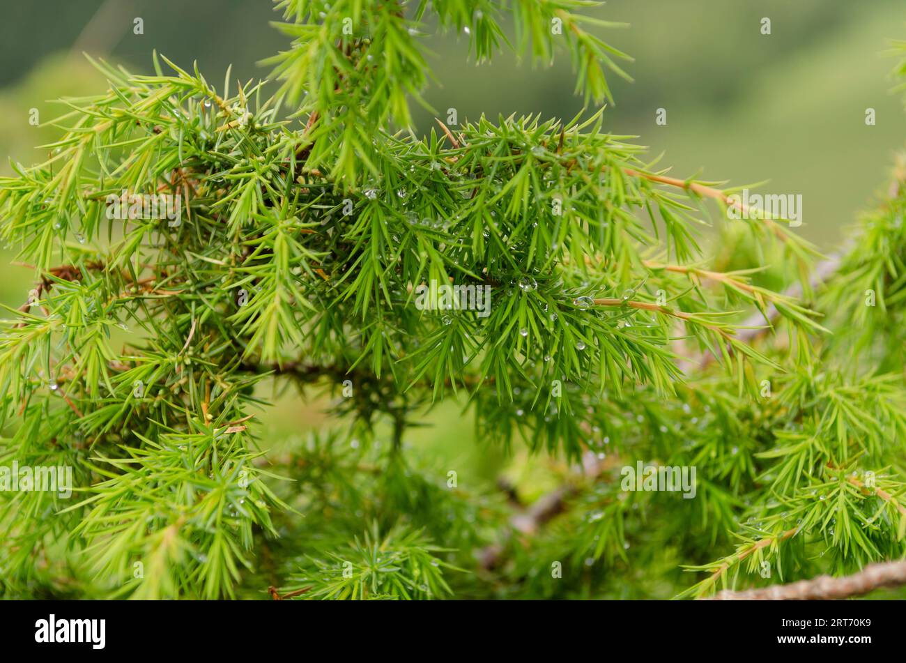 Juniper Raim Juniper bush on spring hi-res stock photography and images - Alamy