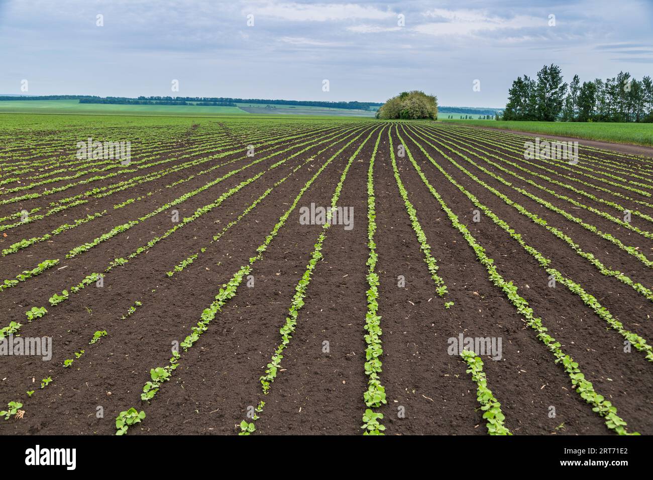 Soybean plants leaves growing hi-res stock photography and images - Alamy