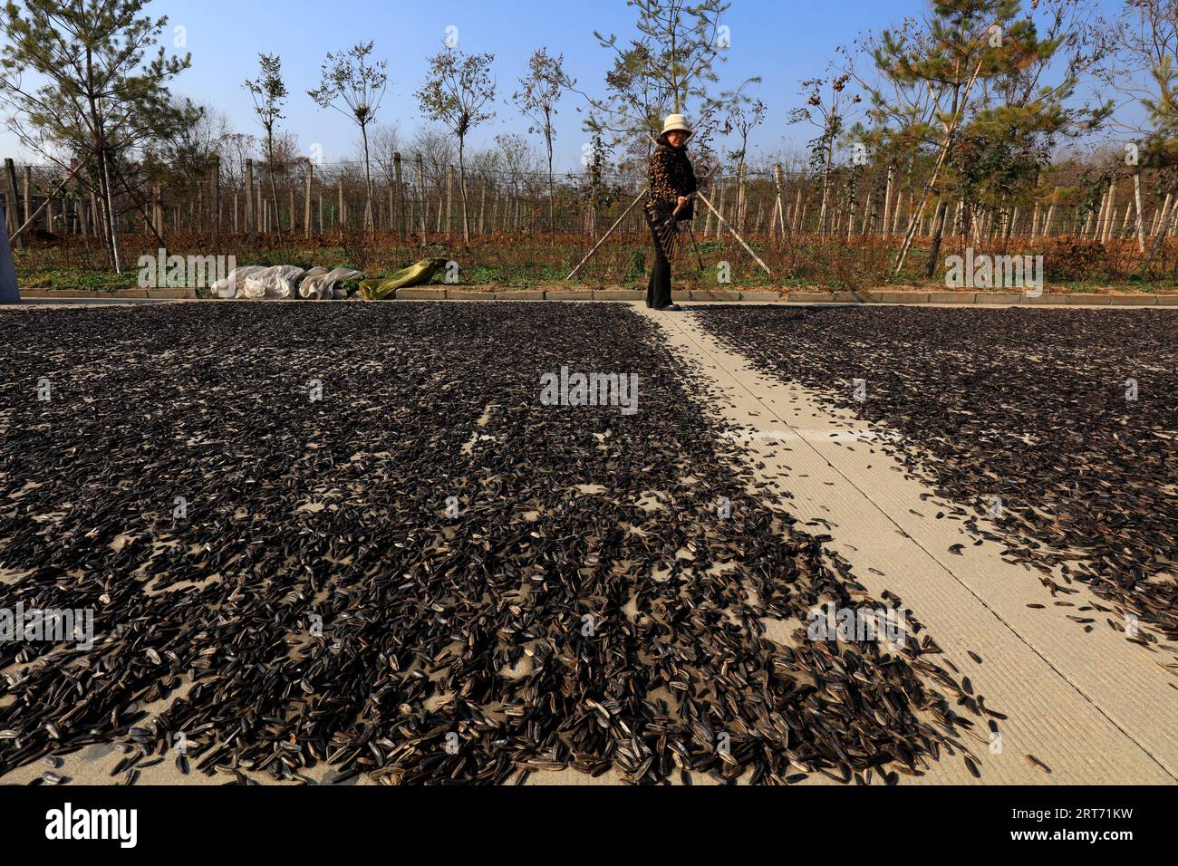 Yi County, China - November 4, 2017: Farmers are drying sunflower seeds on the ground, Yi County, Hebei Province, China Stock Photo