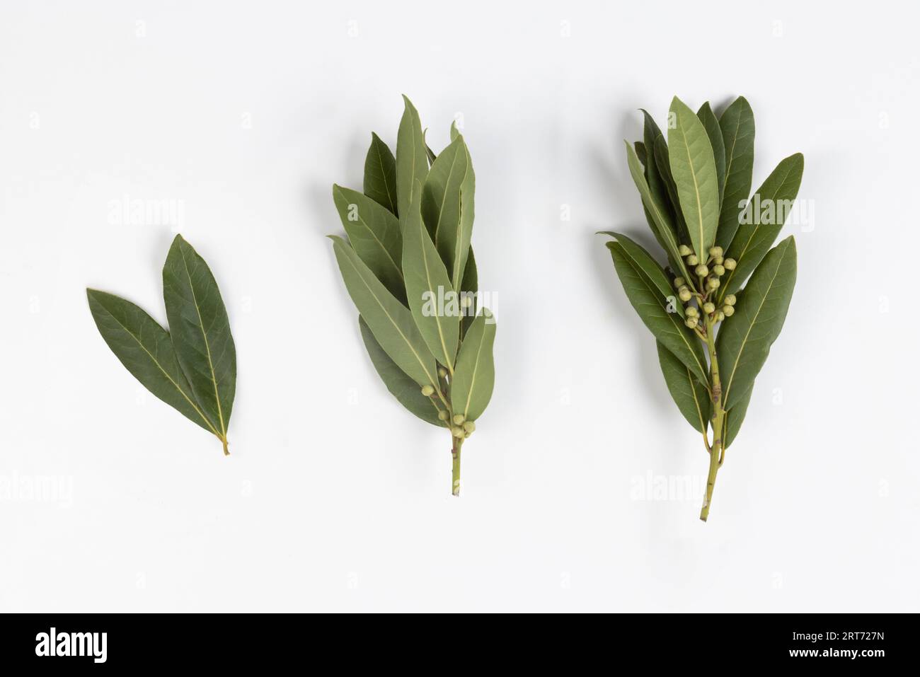 Bay Leaves Three Small Branches Growing, Macro Close Up, Top View