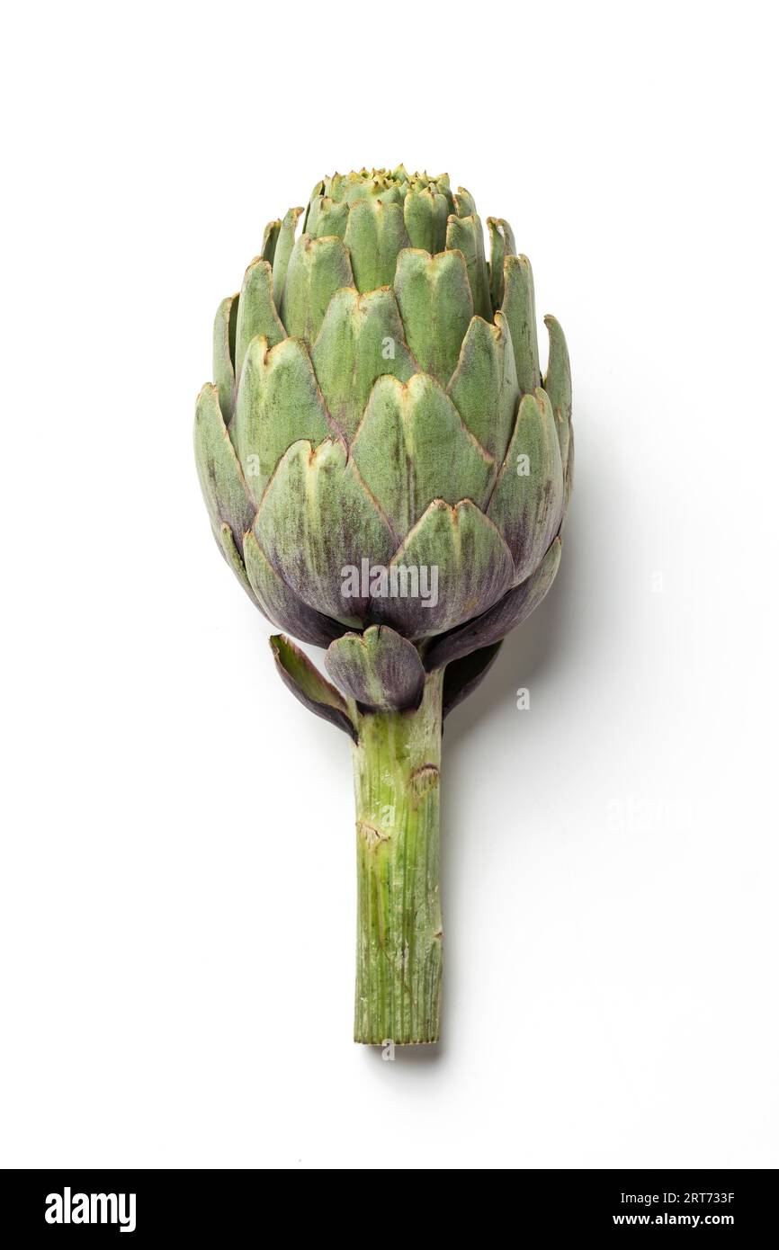 Green Artichoke, Edible Flower, Italian Vegetable "Carciofo" Upright