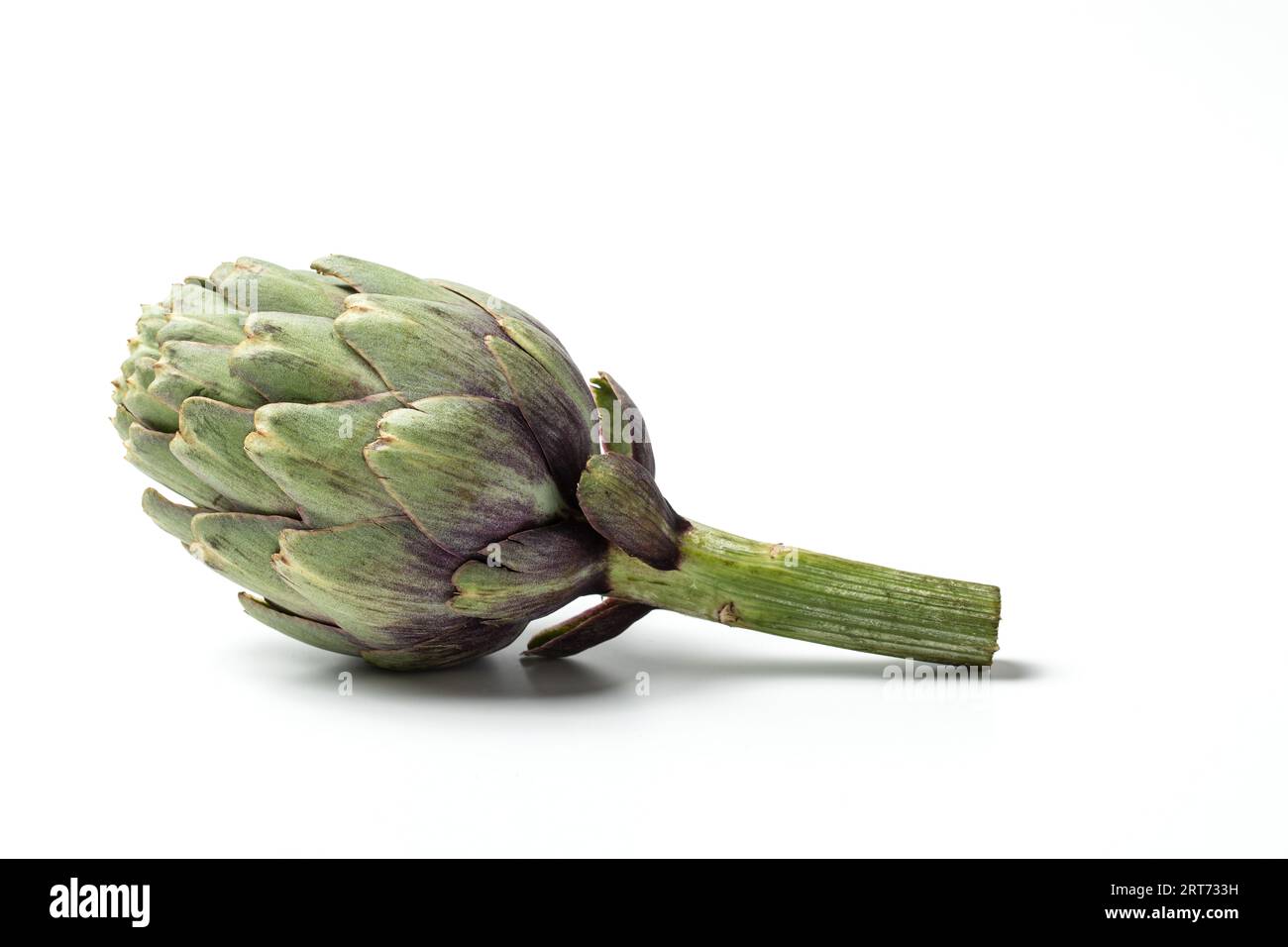 Green Artichoke, Edible Flower, Italian Vegetable "Carciofo" CloseUp