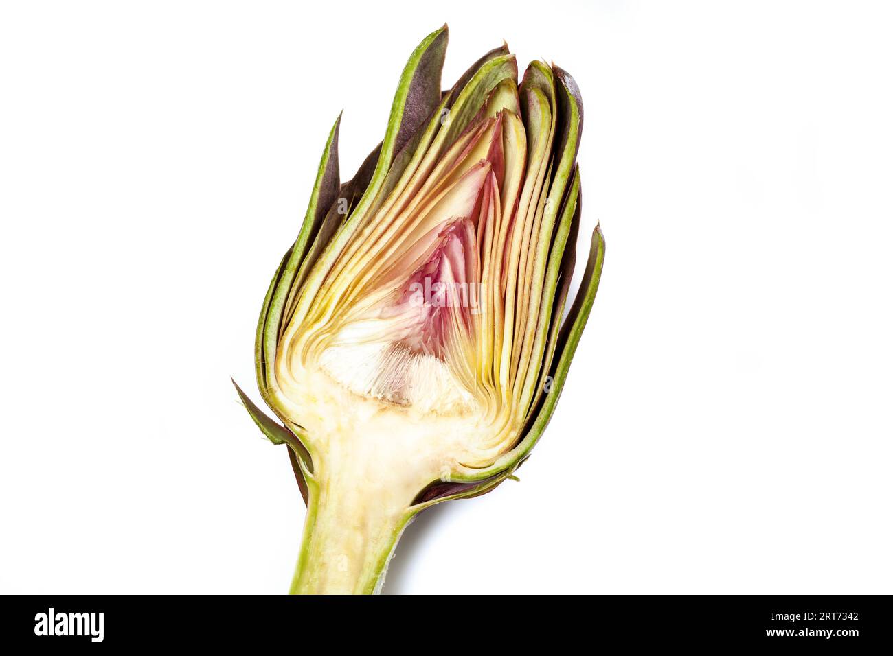 Green Artichokes Cut Open, Edible Flowers, Italian Vegetable "Carciofo