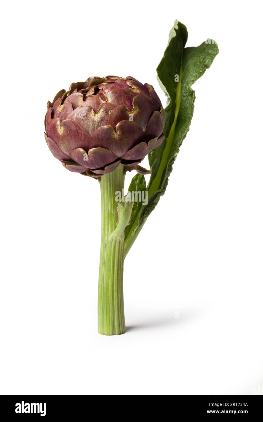 Green Artichoke, Edible Flower, Italian Vegetable "Carciofo" CloseUp