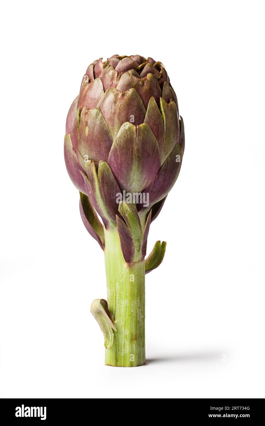 Green Artichoke, Edible Flower, Italian Vegetable "Carciofo" CloseUp