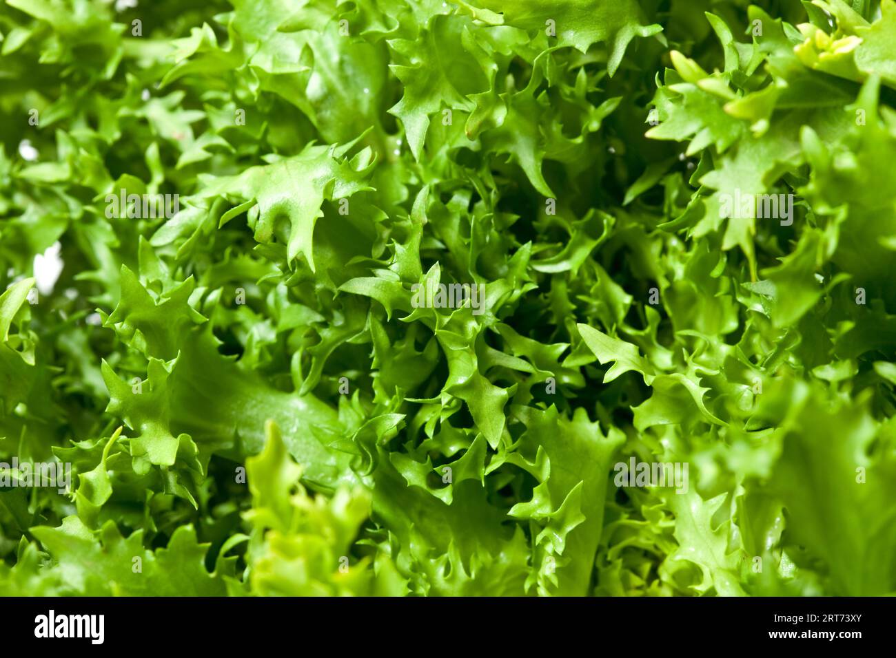 Endive chicory cichorium endivia hi-res stock photography and images ...