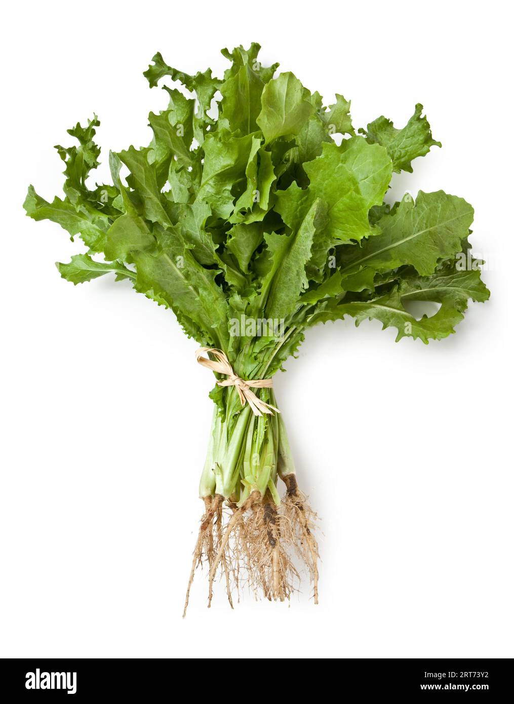 Endive chicory cichorium endivia hi-res stock photography and images ...