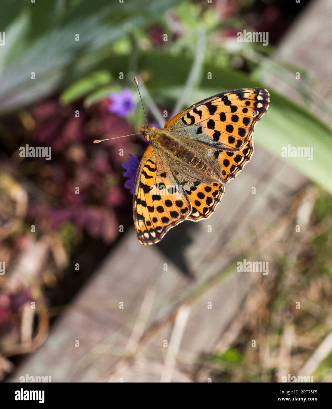 QUEEN OF SPAIN FRITILLARY  Issoria Lathonia butterfly Stock Photo