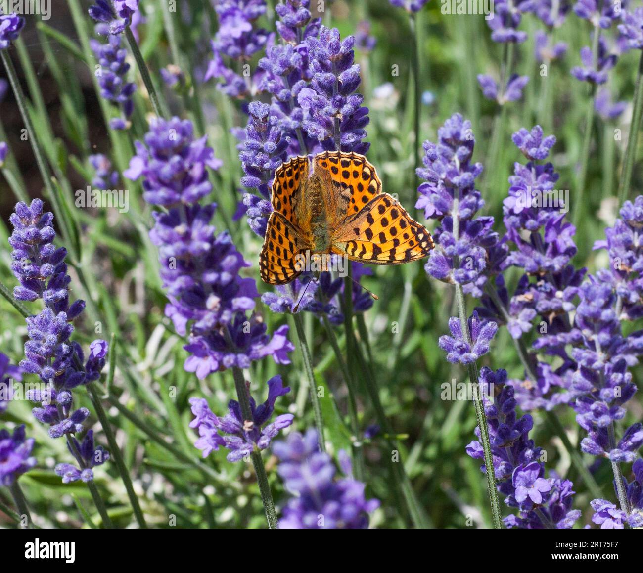 QUEEN OF SPAIN FRITILLARY  Issoria Lathonia butterfly Stock Photo