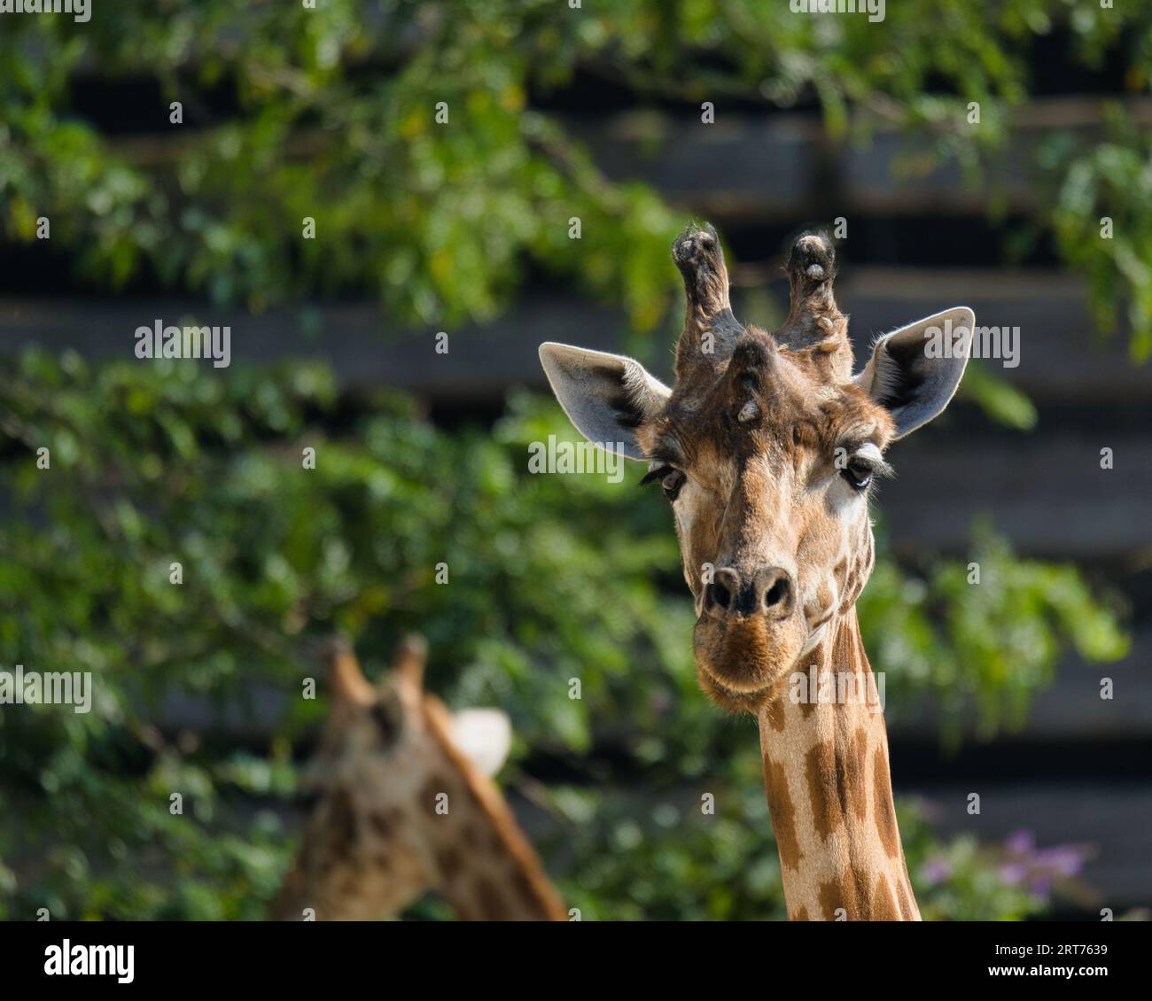 Reserve zoologique hi-res stock photography and images - Alamy