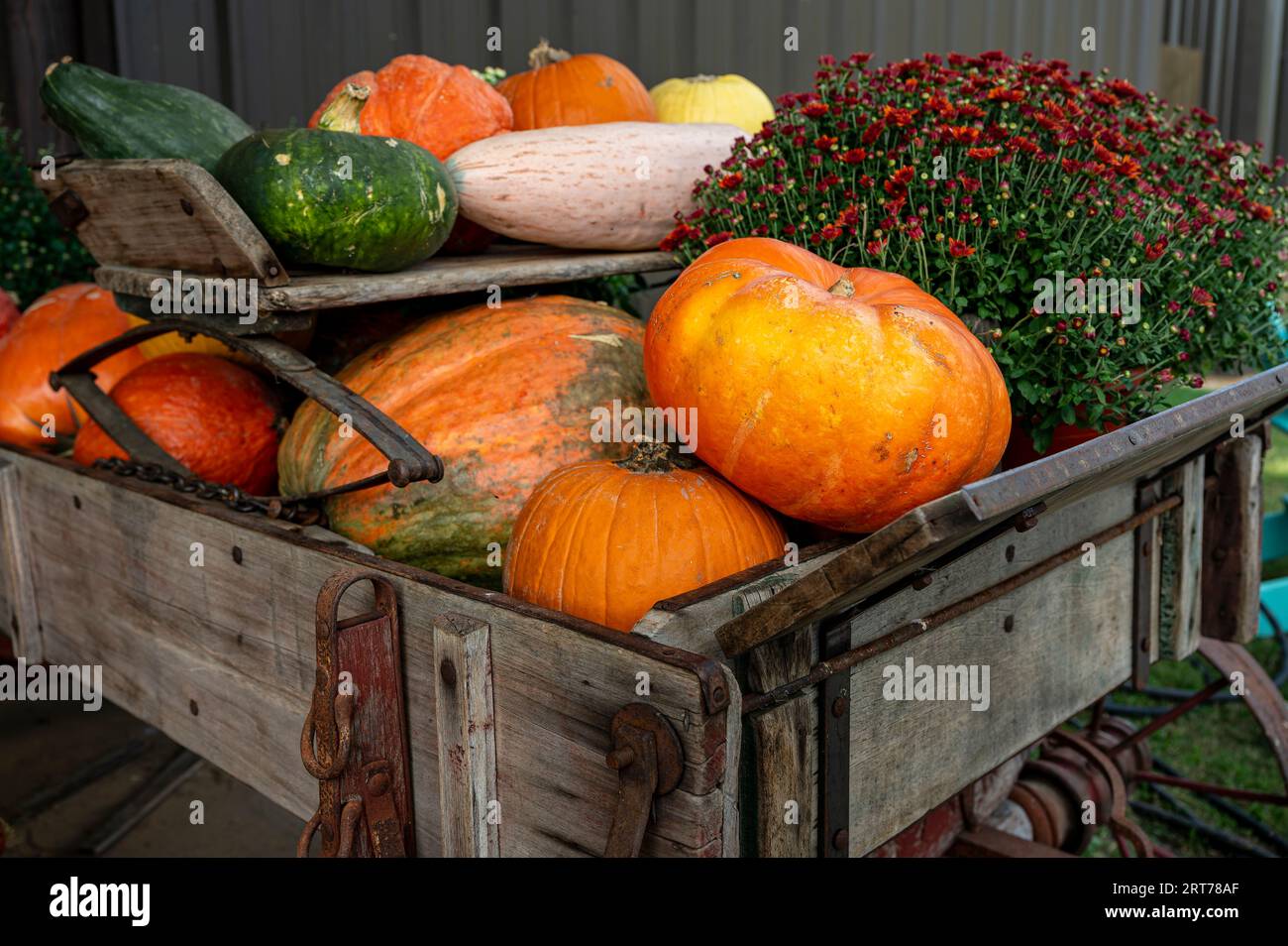 Pumpkins and gourds a Fall or Autumn favorite for the Halloween and Thanksgiving holiday decoration or decorating in Alabama, USA. Stock Photo
