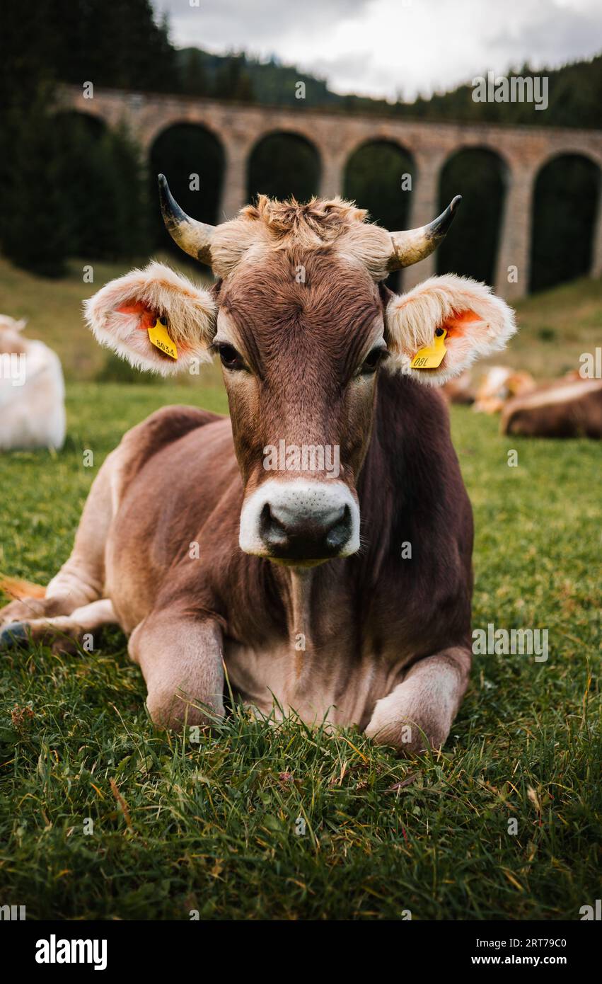 Vertical portrait of beautiful and cute brown cow lie on the grass and posing to camera. Young cow on the green meadow with forest on background. Stock Photo